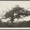 View of old oak tree. On Pipes Neck, between South Road and Wickham farmhouse.  Pipes Neck, Southold