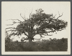View of old oak tree. On Pipes Neck, between South Road and Wickham farmhouse.  Pipes Neck, Southold