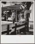 Watching a shuffleboard game. Sarasota trailer park, Sarasota, Florida.