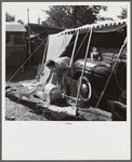 Feeding the puppies. Sarasota trailer park, Sarasota, Florida.