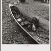 Muskrats in end of piroque (canoe) on the bayou in the marshes near Delacroix Island, Louisiana.