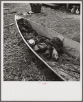 Muskrats in end of piroque (canoe) on the bayou in the marshes near Delacroix Island, Louisiana.