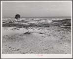 Sand dunes along gulf off highway near Pensacola, Florida.