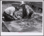 Screen is tacked to inside of frame and inside joints are reinforced. Screen door construction demonstration. Charles County, La Plata, Maryland.