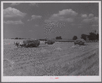 Wagons hauling wheat which has been harvested with a binder, to the barnyard for threshing on a farm near Madison, Wisconsin.