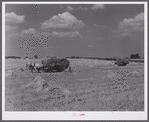 Wagons hauling wheat which has been harvested with a binder, to the barnyard for threshing on a farm near Madison, Wisconsin.