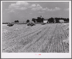 Wagons hauling wheat which has been harvested with a binder to the barnyard for threshing on a farm near Madison, Wisconsin.