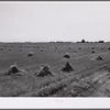 Stacks of wheat in field with town and grain elevators on distant horizon. Red River Valley. North Dakota.