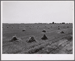 Stacks of wheat in field with town and grain elevators on distant horizon. Red River Valley. North Dakota.