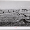 Stacks of wheat cut with binder and ready to be threshed on a farm in Red River Valley. North Dakota.