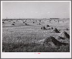 Stacks of wheat cut with binder and ready to be threshed on a farm in Red River Valley. North Dakota.