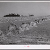 Stacks of wheat cut with binder and ready to be threshed with farmhouse, barn, silo, and windmill in the background. Red River Valley, North Dakota.