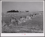 Stacks of wheat cut with binder and ready to be threshed with farmhouse, barn, silo, and windmill in the background. Red River Valley, North Dakota.