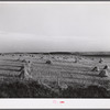 Stacks of wheat cut with binder and ready to be threshed on farm in Red River Valley, North Dakota.