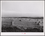 Stacks of wheat cut with binder and ready to be threshed on farm in Red River Valley, North Dakota.