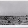 Stacks of wheat cut with binder and ready to be threshed on a farm in Red River Valley. North Dakota.