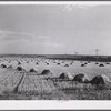 Stacks of wheat in field near Williston, North Dakota.