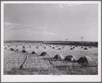 Stacks of wheat in field near Williston, North Dakota.