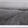 Wheat fields and ranch buildings near Williston, North Dakota.