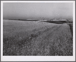 Wheat fields and ranch buildings near Williston, North Dakota.