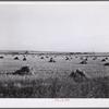 Stacks of grain near Williston, North Dakota.