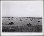 Stacks of grain near Williston, North Dakota.