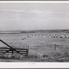 Wheat fields, fence, and ranch buildings near Williston, North Dakota.