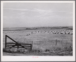 Wheat fields, fence, and ranch buildings near Williston, North Dakota.