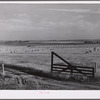 Wheat fields, fence, and ranch buildings near Williston, North Dakota.