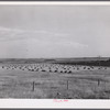 Stacks of wheat in field near Williston, North Dakota.