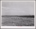 Stacks of wheat in field near Williston, North Dakota.