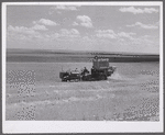 Harvesting wheat with combines on Schnitzler Corporation ranch, Froid, Montana. There are about 2800 acres on this part of the ranch and they are getting over forty bushels to the acre. It is one of the largest wheat ranches in the West.