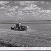 Harvesting wheat with combines on Schnitzler Corporation ranch, Froid, Montana. There are about 2800 acres on this part of the ranch and they are getting over forty bushels to the acre. It is one of the largest wheat ranches in the West.