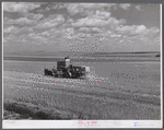 Harvesting wheat with combines on Schnitzler Corporation ranch, Froid, Montana. There are about 2800 acres on this part of the ranch and they are getting over forty bushels to the acre. It is one of the largest wheat ranches in the West.