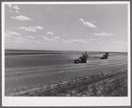 Harvesting wheat with combines on Schnitzler Corporation ranch, Froid, Montana. There are about 2800 acres on this part of the ranch and they are getting over forty bushels to the acre. It is one of the largest wheat ranches in the West.