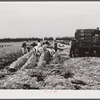 Migratory workers cutting celery. Belle Glade, Florida.