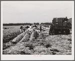 Migratory workers cutting celery. Belle Glade, Florida.