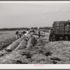 Migratory workers cutting celery. Belle Glade, Florida.