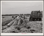 Migratory workers cutting celery. Belle Glade, Florida.