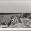 Migratory laborers cutting celery. Belle Glade, Florida.