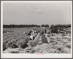 Migratory laborers cutting celery. Belle Glade, Florida.