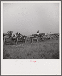 Horse races. Warrenton, Virginia.