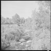 Trees and stream (near Jacob's Pillow?)