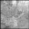 Trees and stream (near Jacob's Pillow?)