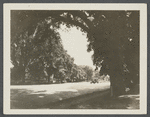 Photo of Main Street, looking south. East Hampton, East Hampton