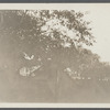 Horse on E.C. Morford's lot. North side Newton's Lane, west of Main Street. East Hampton, East Hampton