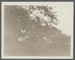 Horse on E.C. Morford's lot. North side Newton's Lane, west of Main Street. East Hampton, East Hampton