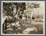 View. South side road to the Springs. East Hampton, East Hampton