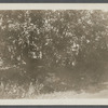 View. Trees on Mail Route from Amagansett to the Springs. East Hampton, East Hampton
