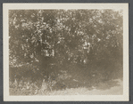 View. Trees on Mail Route from Amagansett to the Springs. East Hampton, East Hampton